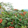 Plants Fruits Tree Vegetables Protection Netting Net