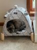 Portable Cat Tent Bed â€“ Foldable Indoor Tent Bed for Cats & Small Dogs, Washable Cushion, Cozy Hideaway for Kittens & Cats, Easy Assembly & Travel